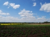 Potatoes Growing on Manor Farm